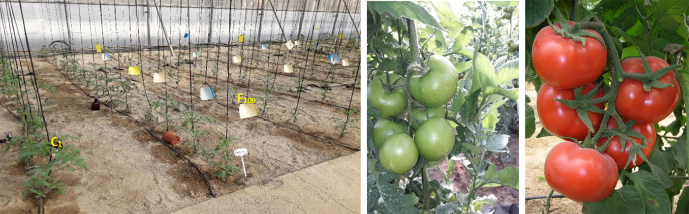 Imagen 2. Desarrollo vegetativo en C1 y F100 (izq.), desarrollo y maduracin de frutos (dcha.).