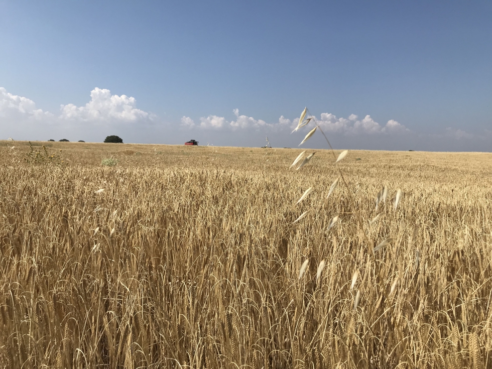 Parcela de cereal en la provincia de Toledo