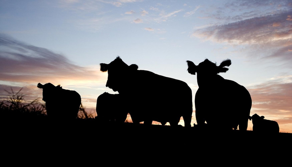 El grupo identificar modelos de gestin que permitan reducir la huella medioambiental de las explotaciones de bovino de carne...