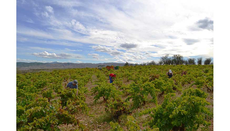 La DO Calatayud es la octava mejor del pas, segn la Gua Pen Vinos de Espaa 2019