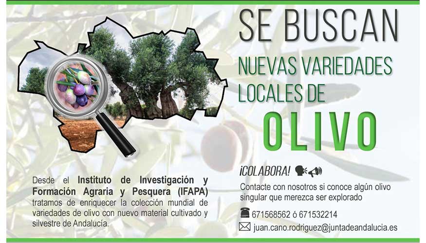 Cartel de la campaa para reunir nuevas variedades locales de olivar