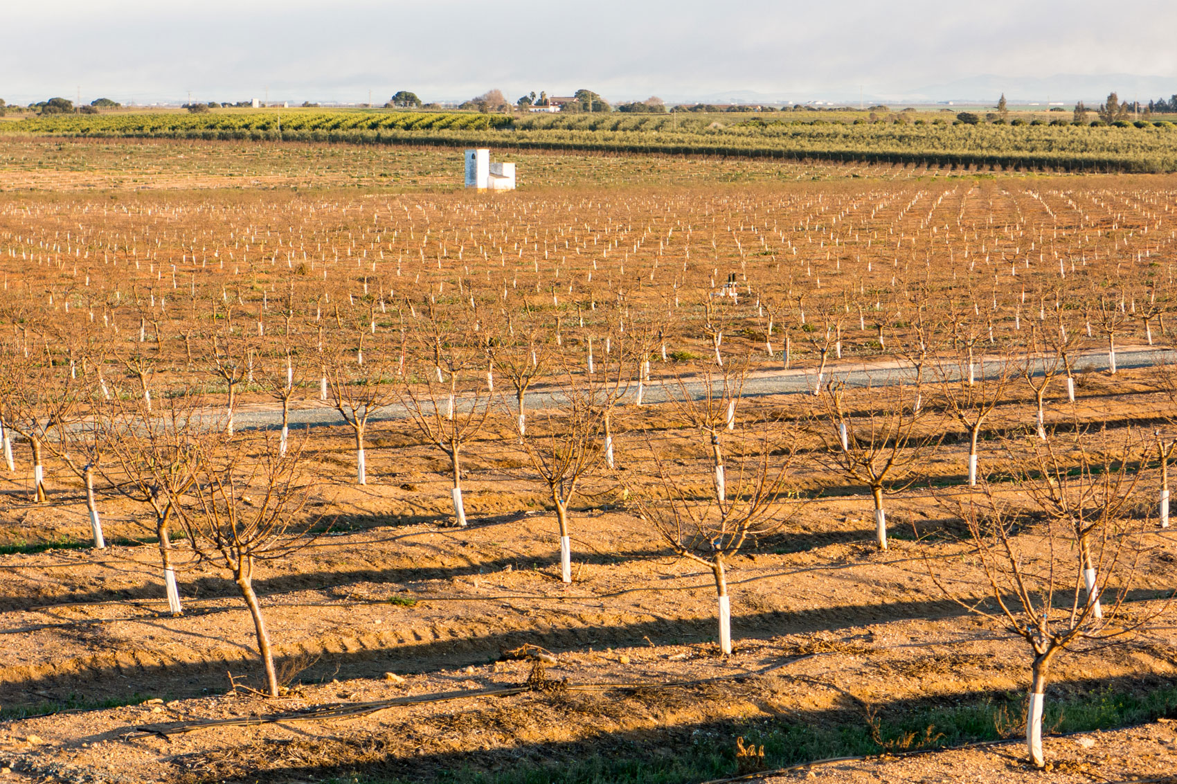 Figura 2. Las nuevas plantaciones en regado establecidas en Espaa estn obteniendo grandes producciones