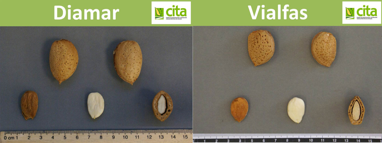 Figura 2. Frutos y pepitas de las variedades Diamar (Mardia) y Vialfas