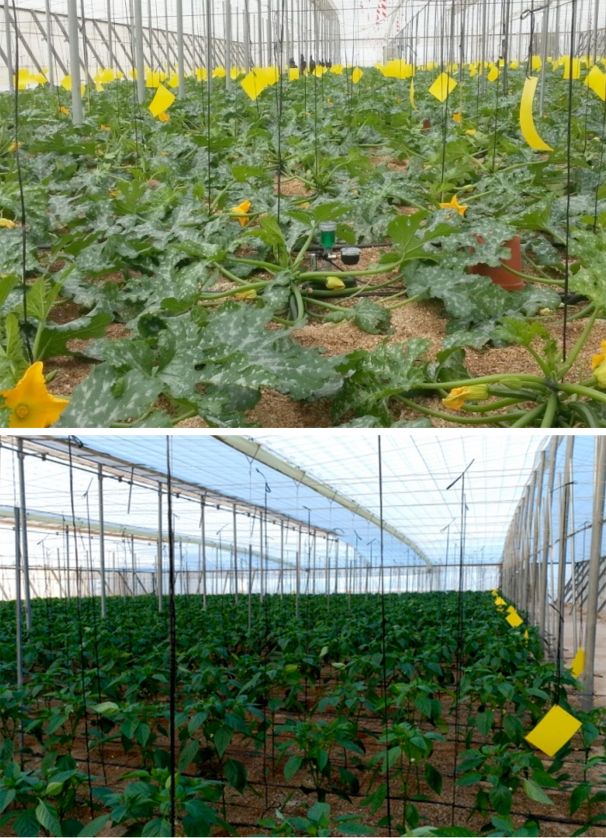 Fotografa 1. Vista general del cultivo ensayado de calabacn (arriba) y del cultivo de pimiento (abajo)