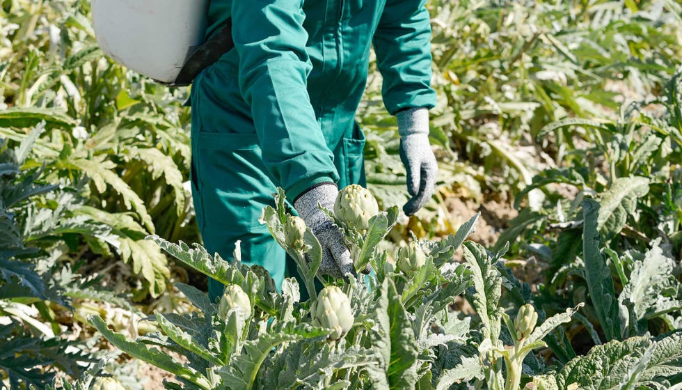 Verduras de temporada como el alcaucil ayudan a reducir el dao oxidativo de nuestro organismo y aportan vitaminas y minerales...