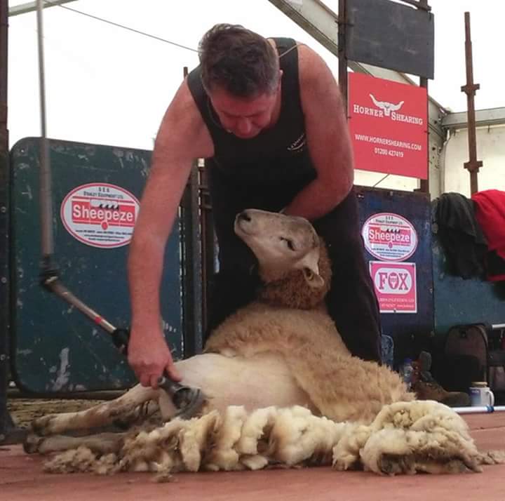 Irlanda - Un ganadero esquilando a una oveja.