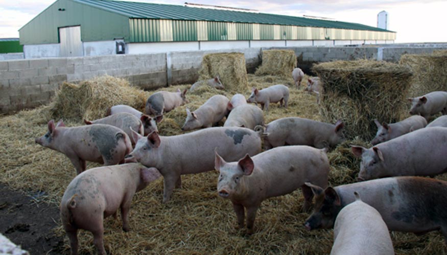 La organizacin agraria UPA ha pedido al Ministerio de Agricultura que tome cinco medidas contra la peste porcina...