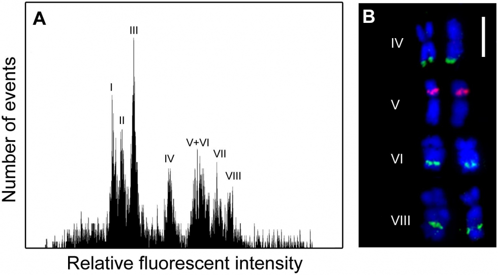 Anlisis del cromosoma citomtrico de flujo y clasificacin en esprragos cultivados (imagen tomada del artculo original)...