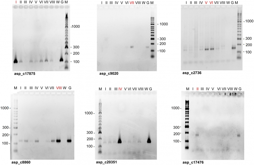 Ejemplos de la asignacin de marcadores SSR a los cromosomas de esprragos cultivados (imagen tomada del artculo original)...