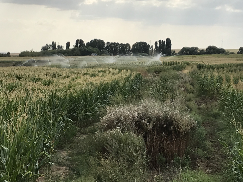 En Espaa, el uso agrario neto del agua ha cado del 80% hasta el 63%, situndose por debajo de los 15.000 hm3 anuales...