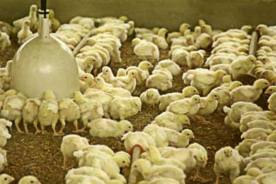 La autorizacin a la importacin de pollos estadounidenses tendra una validez de dos aos y ser revisada peridicamente...
