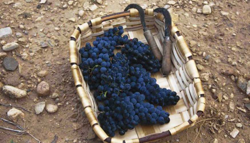 El excelente estado de la uva y las ptimas condiciones vividas durante la vendimia hacen presagiar la elaboracin de una muy buena aada...