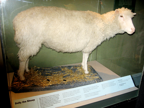 Restos disecados de la oveja Dolly, el primer mamfero clonado, en el Museo Real de Escocia