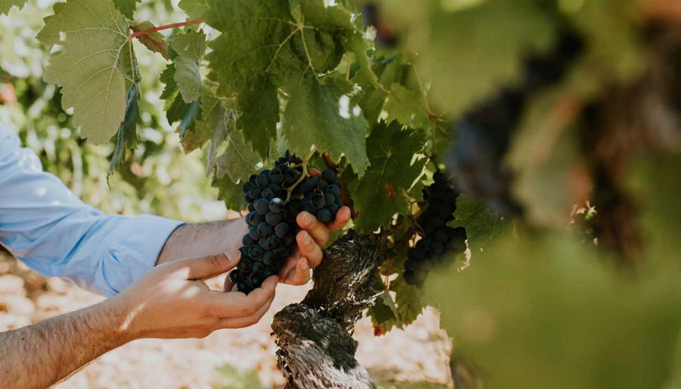 La variedad por excelencia de Ribera del Duero, el Tinto fino, se cultiva en tres pueblos distintos en esta nueva coleccin...