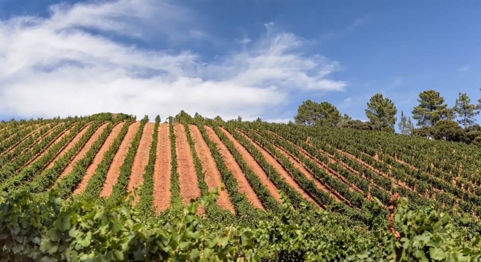 El proyecto piloto AppFitoVit ser desarrollado por la Estacin de Viticultura y Enologa de Galicia (Evega) y permitir obtener boletines de avisos...