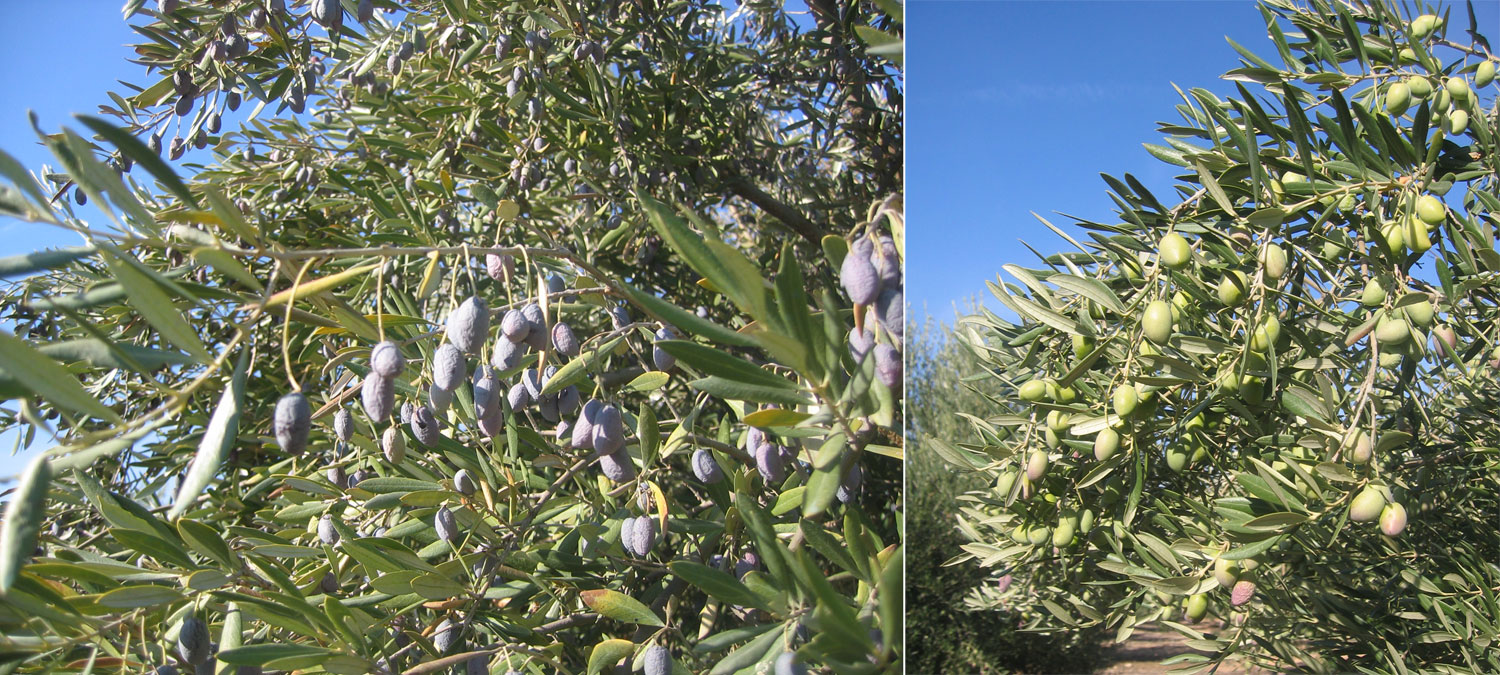 Estado del fruto en olivos en situacin de estrs hdrico (izquierda), junto con los bien regados (derecha)...