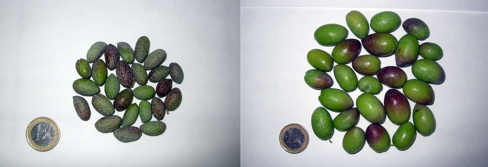 Estado de los frutos de olivos provenientes de secano frente a los regados para cubrir sus necesidades (ausencia de estrs hdrico)...