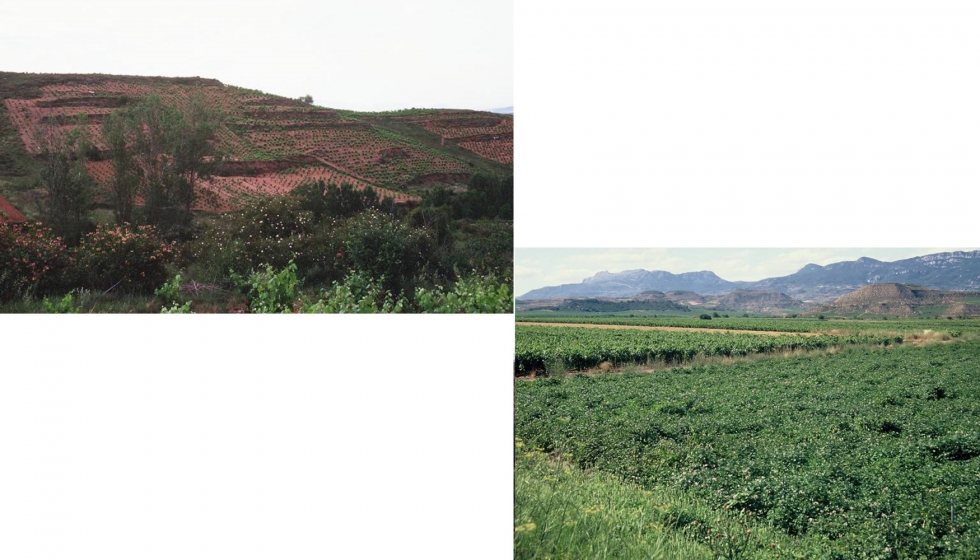 Viedo tradicional histrico en ladera y viedo en terreno de huerta, limitando con un cultivo de patata