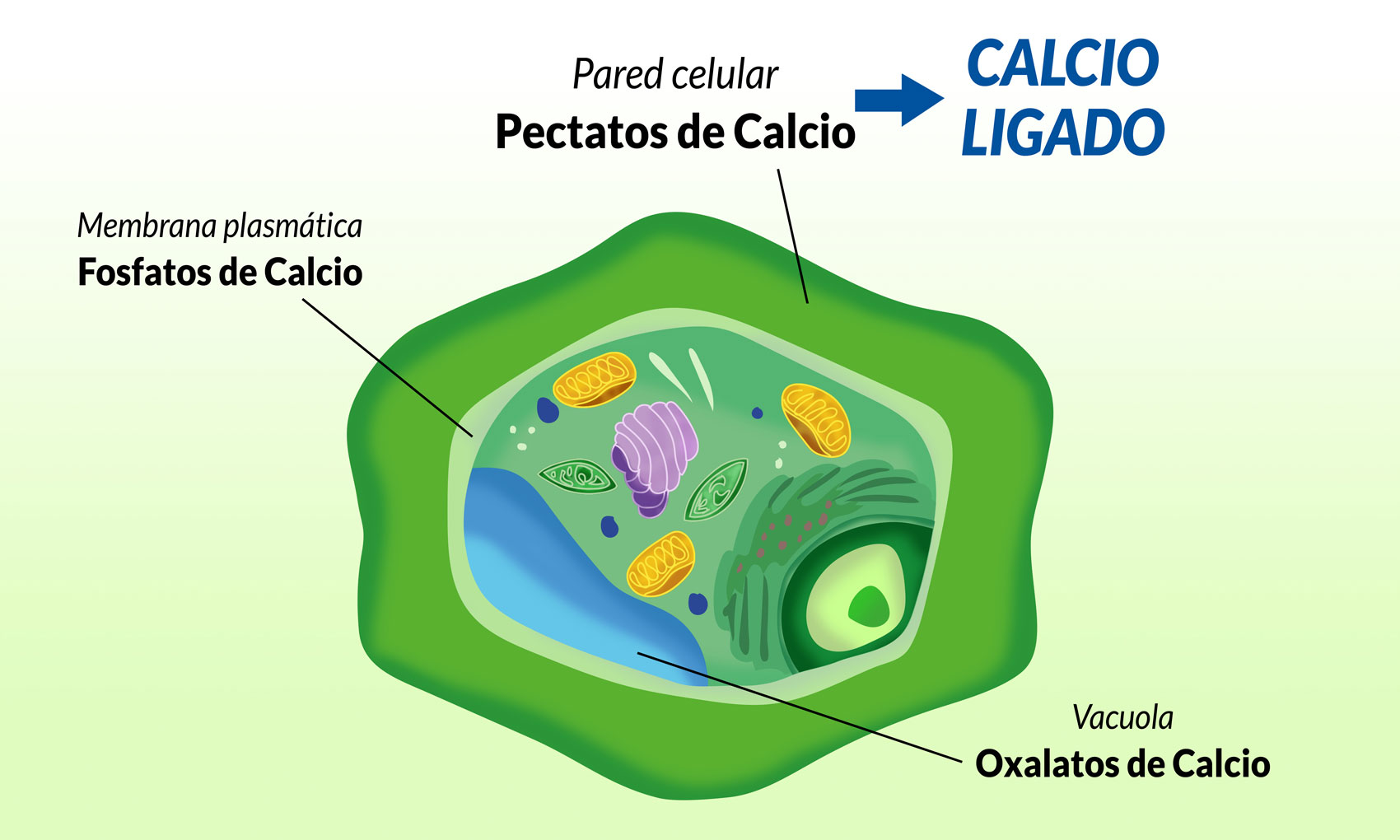 Figura 1. Formas de calcio en la clula vegetal