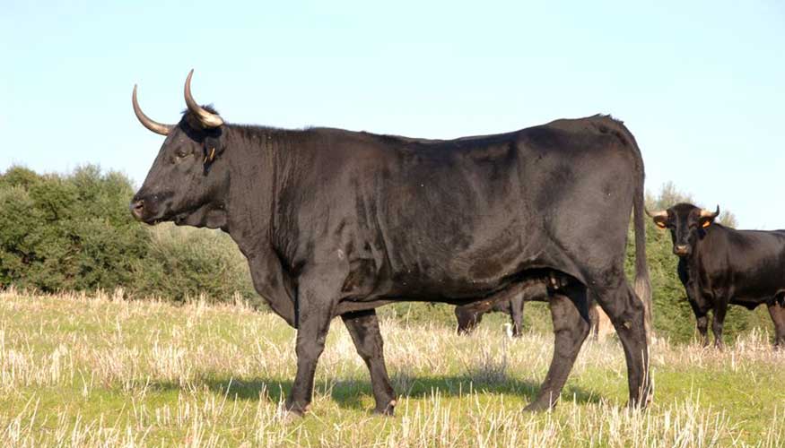 El ganado bovino de esta raza est criado en rgimen extensivo, aprovechando los recursos naturales...