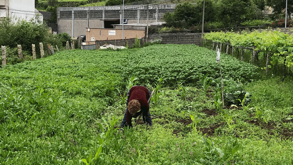 Un agricultura trabajando en una pequea parcela en Galicia
