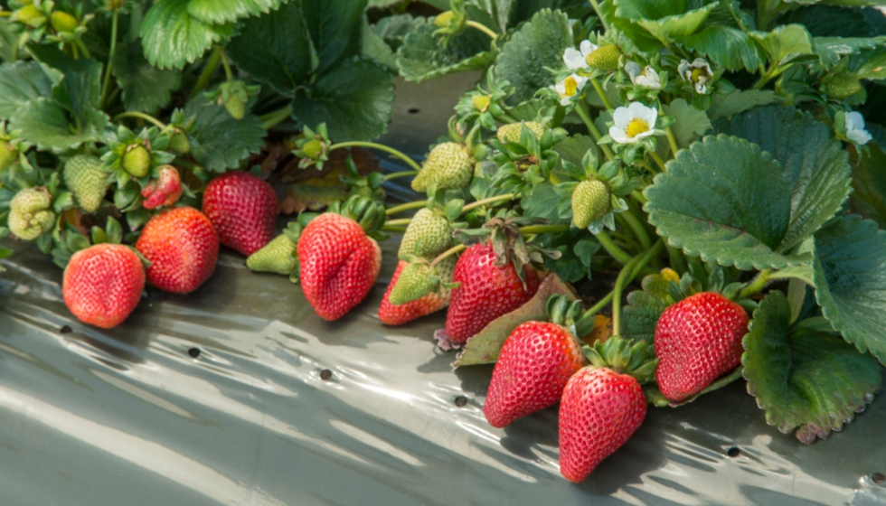 En 2016 Carrefour lanz una nueva gama de fresas sin pesticidas sintticos