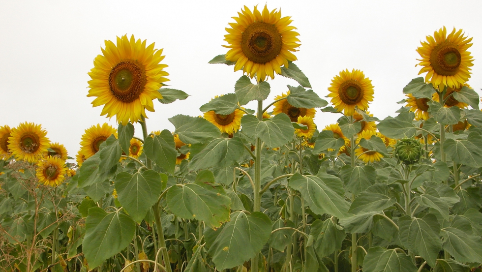 Una parte de los estudios realizados se centraron en la semilla y harina de girasol