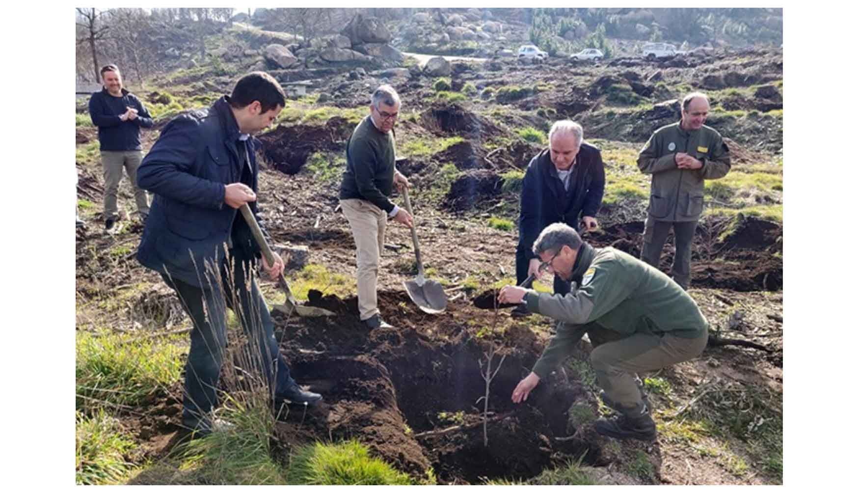 Reforestacin del rea recreativa de Chan do Millo, en el municipio de Ponteareas (Pontevedra)