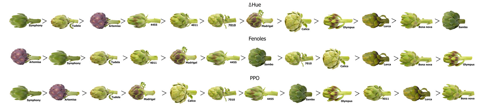 Fotografía 3. Escala de las 12 variedades de alcachofa estudiadas con respecto nivel de pardeamiento (ΔHue), Fenoles y PPO...