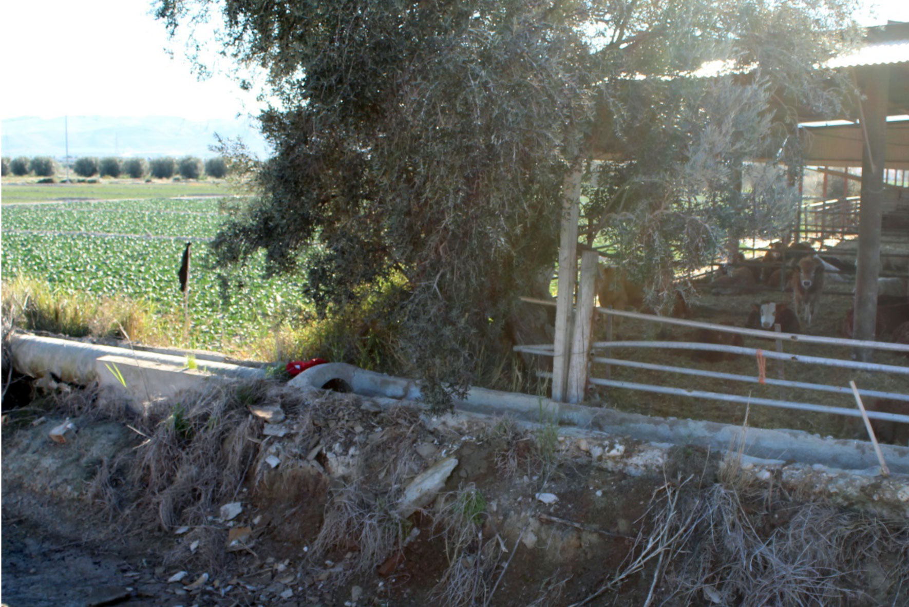 Foto 3. Canal de riego de aguas superficiales ubicado junto a una granja de ganado lo que supone un factor de riesgo elevado...