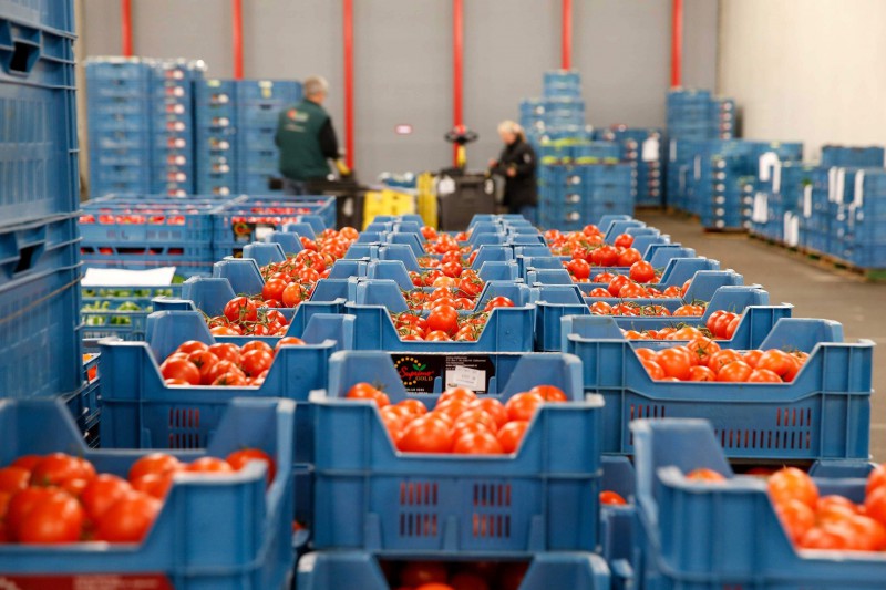 Los tomates el producto ms demandado. CHEP Hortofrutcola