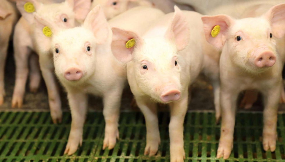 La compaa espaola especializada en integracin porcina de cerdo blanco e ibrico ha cerrado el ejercicio 2018 con una facturacin de 86 M...