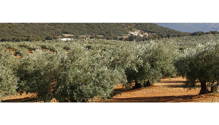 UPA pretende mejorar la situacin del sector del olivar