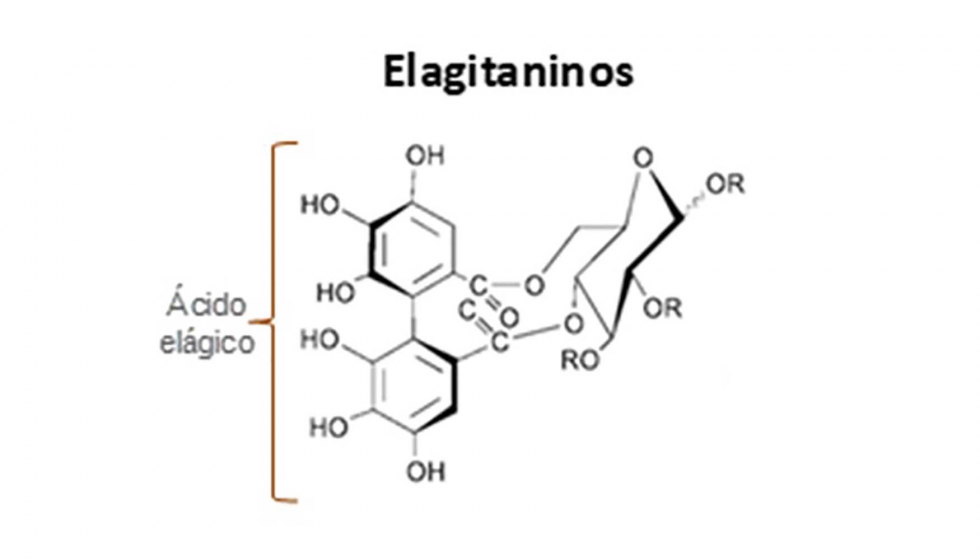 Estructura qumica comn Elagitaninos