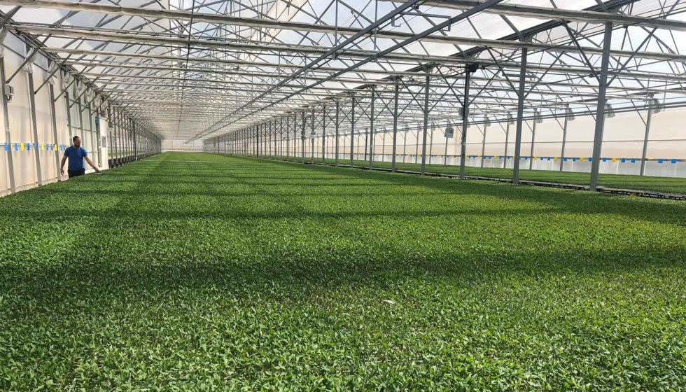 El semillero almeriense sirve planta en la nueva delegacin desde el pasado mes de febrero