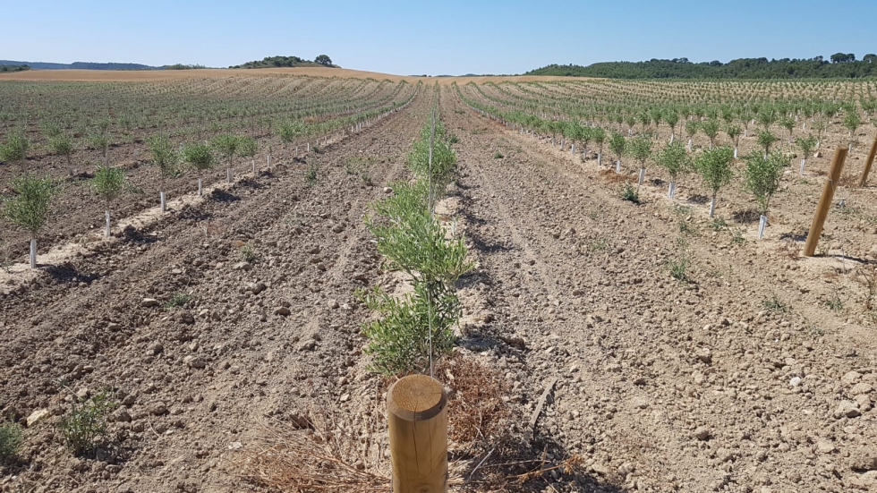 Foto 6. Plantacin de 20 has de olivar en secano en la localidad de Gurrea de Gllego, Huesca, plantada en otoo 2016...