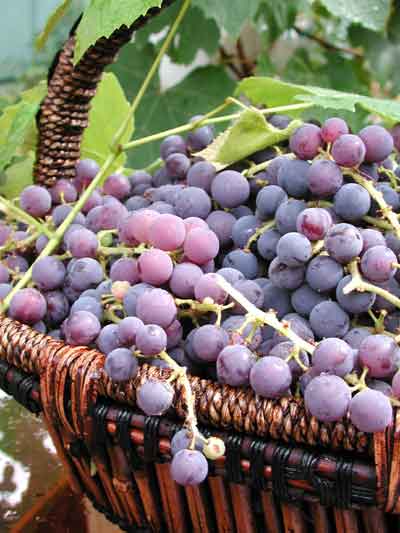 The grape polyphenols could serve to develop natural antimicrobials against bacteria ' Campylobacter jejuni'. Photo: Luis Solis...