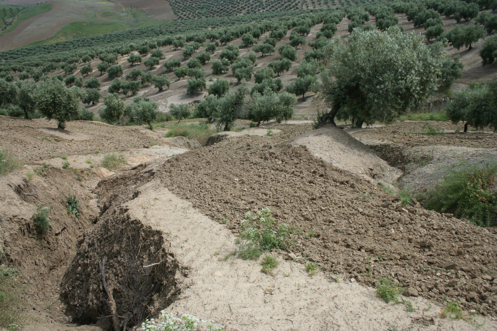 Panorama de la erosión del olivar de Jaén: procesos, metodologías y significación económica y ambiental - Grandes cultivos