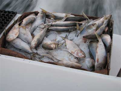 En Espaa, segn la Fao, se consumieron ms de 36 kilos de pescado en el ao 2006. Foto: Christopher Glase