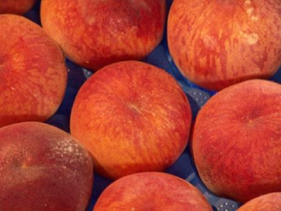 IRTA evaluates more than 400 commercial varieties of peach, Nectarine, Pavia and flat fruits