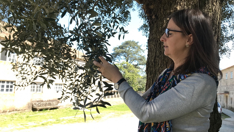 M Carmen Martnez Rodrguez analiza un olivo centenario en las instalaciones de la Misin Biolgica de Galicia (MBG-CSIC), en Pontevedra...