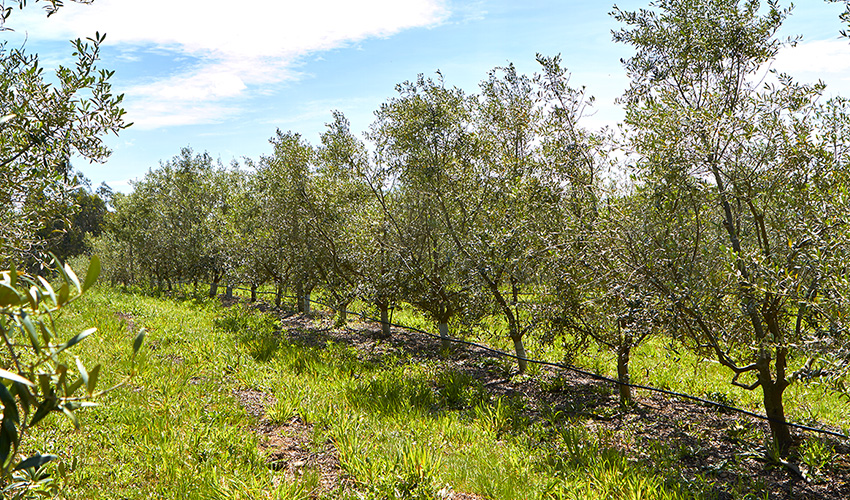 Olivar en Tomio (Pontevedra) cultivado en superintensivo con sistema de riego localizado