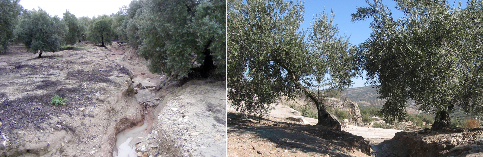 Figura 6. Elevadas prdidas de suelo registradas en olivar con generacin de crcavas profundas
