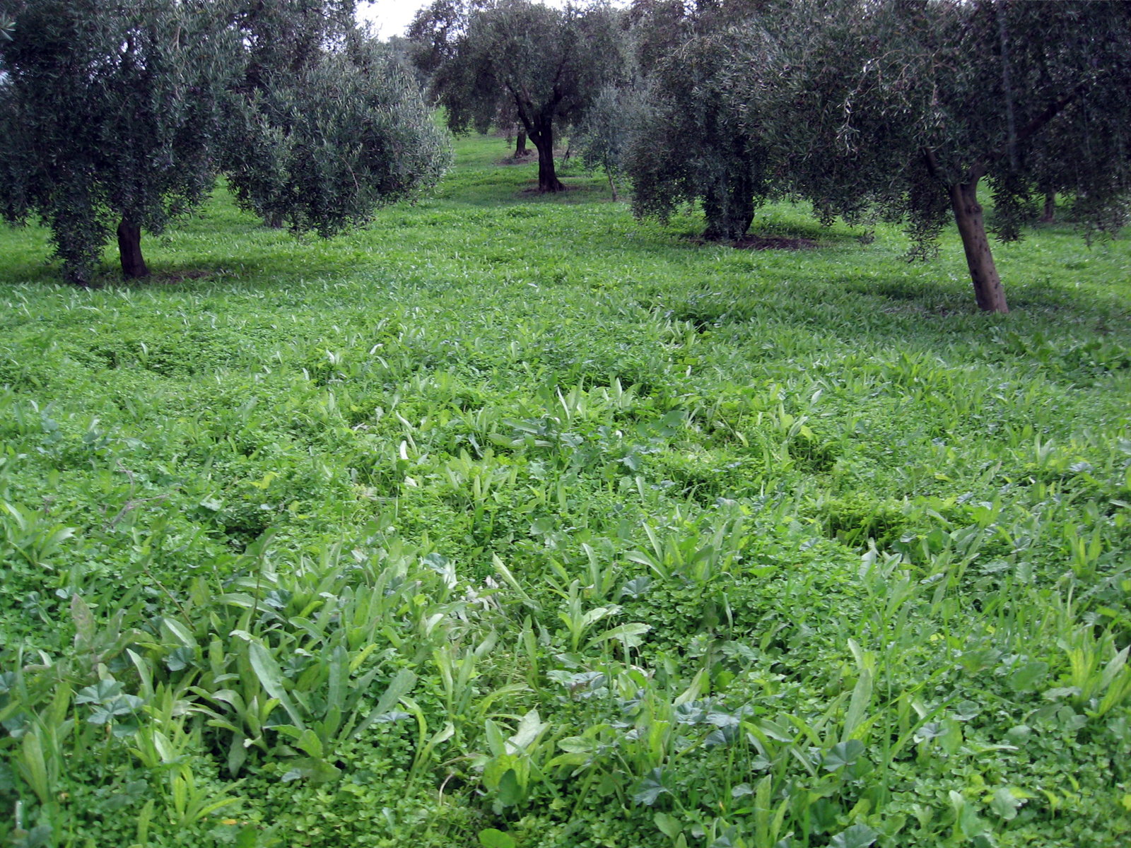 Figura 7. Cubierta vegetal espontanea a todo terreno en olivar