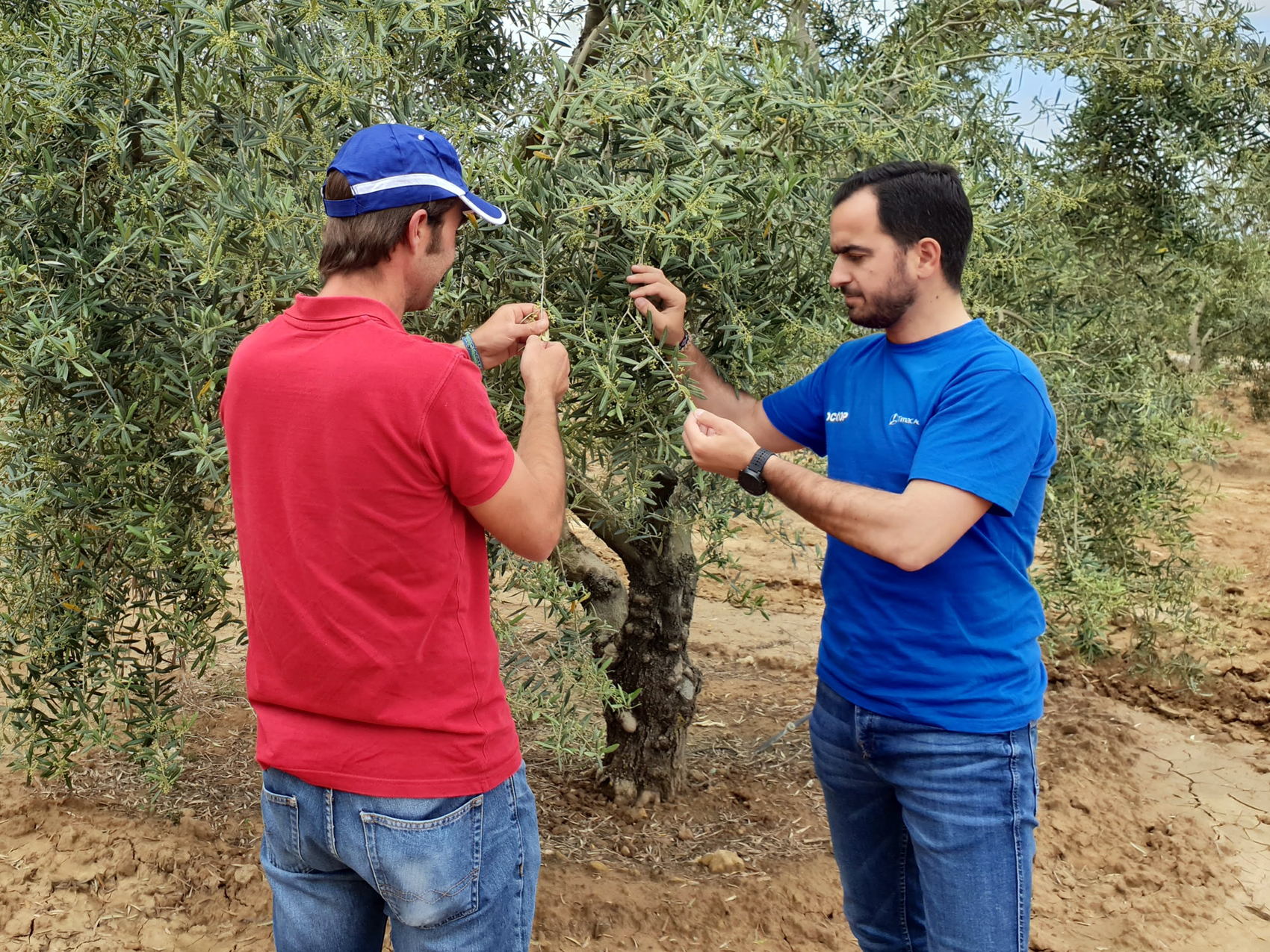 Asesor Tcnico de Campo (ATC) de Timac AGRO visitando con un agricultor una finca de olivo en Andaluca