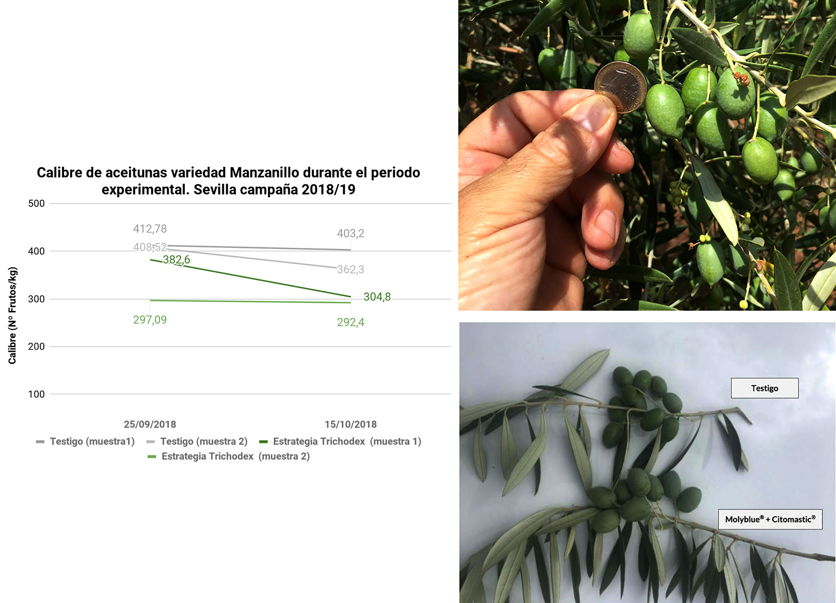 Grfico 2: Calibre Campaa 2018/19. Calibre de aceitunas variedad Manzanillo durante el periodo experimental. Incremento de calibre del 24%...