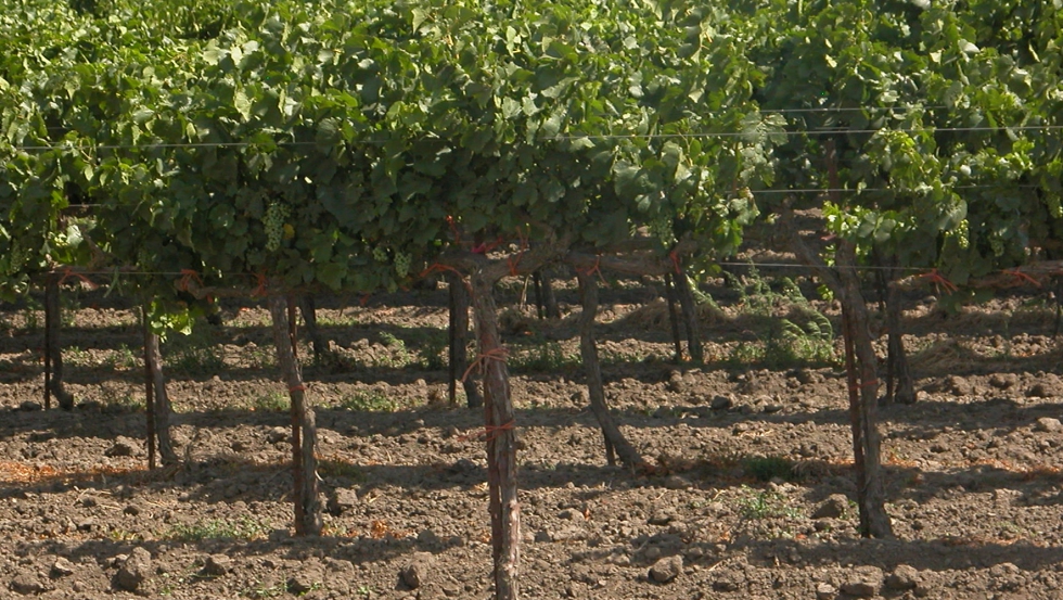 En la ltima campaa se suscribieron en Castilla y Len casi 2.000 plizas del seguro de uva de vinificacin, cubriendo aproximadamente 25...