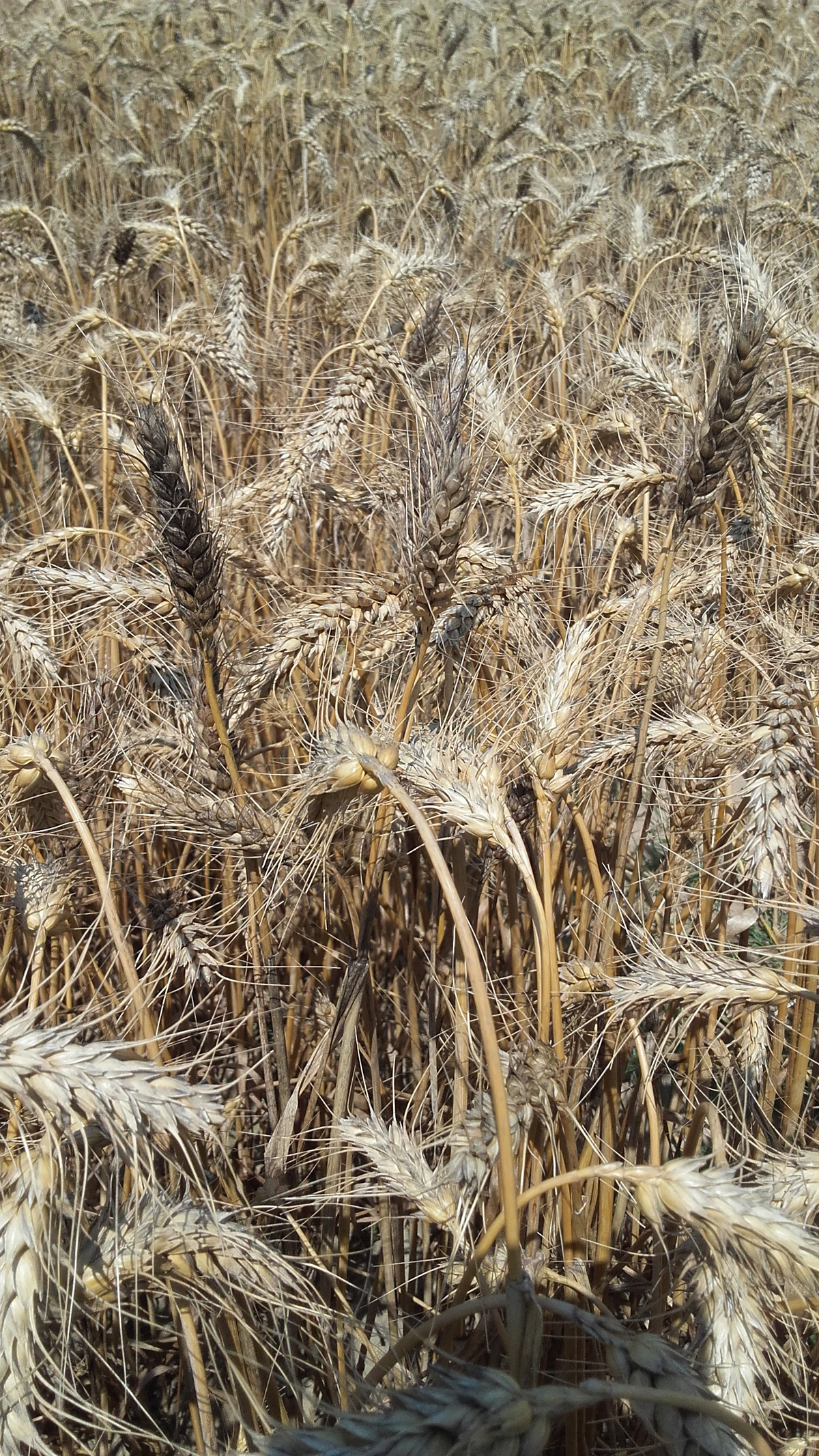 Grano, trigo - blanco duro - 5 libras ~ 40,000 semillas - Triticum aestivum  - Sin OMG, polinizado abierto - Grano de granja y jardín - Almacenamiento