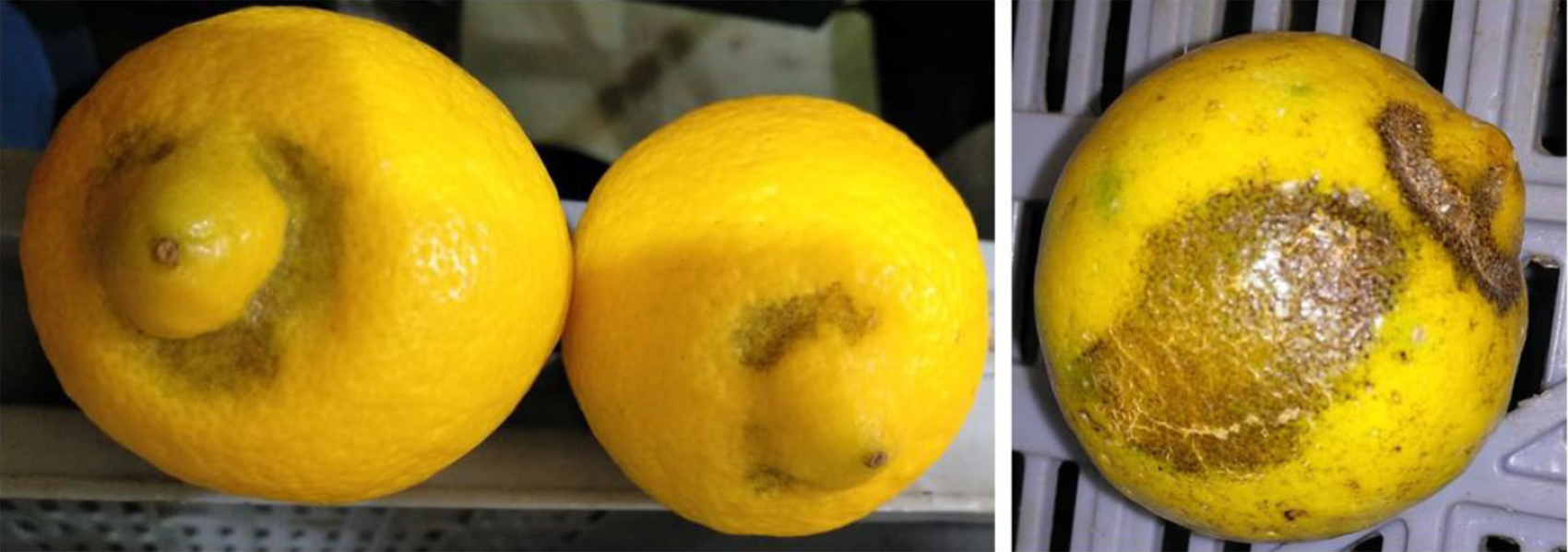 Figura 4. Limones con dao esttico ocasionado por T. urticae en la zona estilar (izquierda) y la zona de unin entre frutos (derecha). Autora: E...