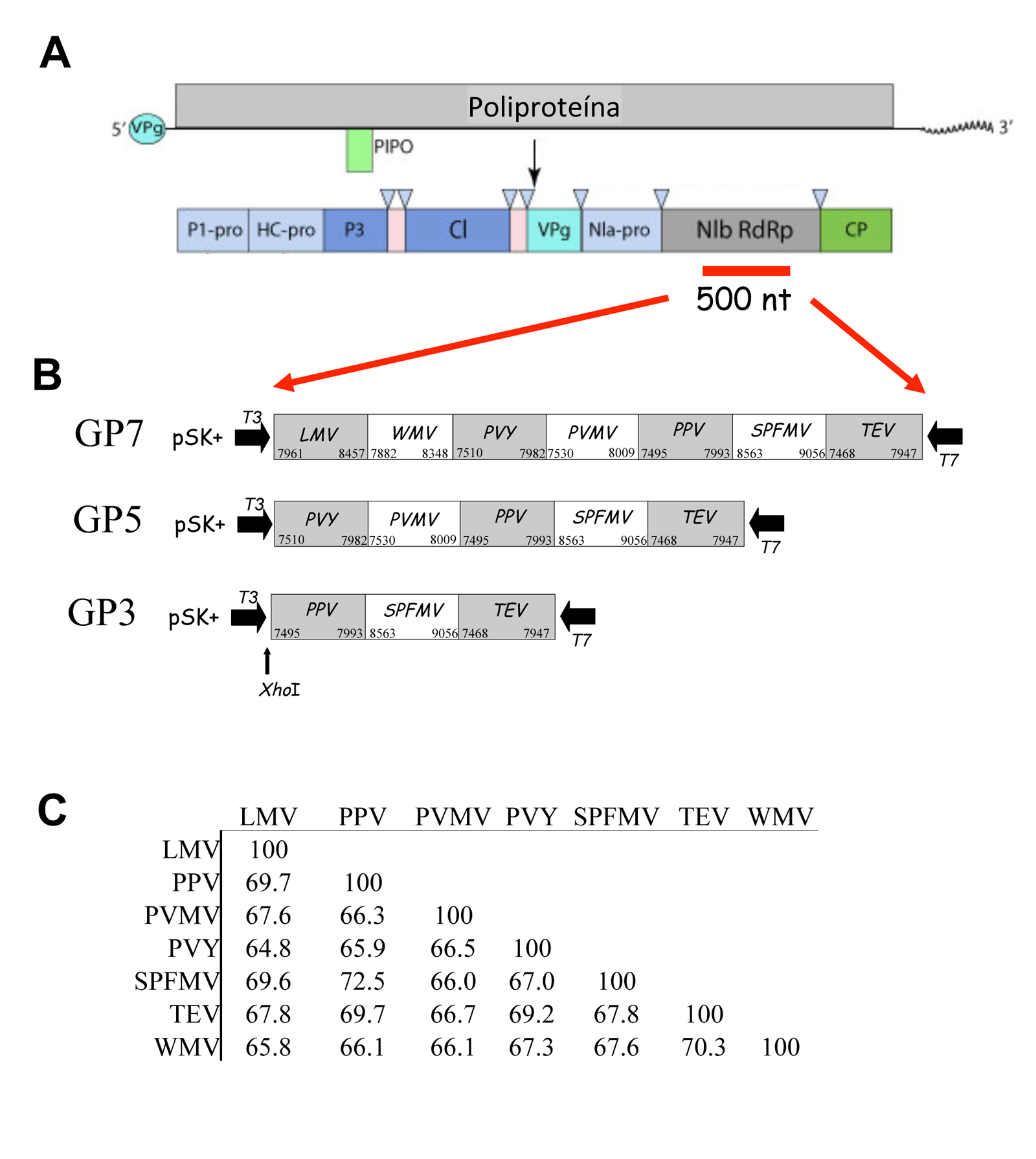 Figura 3. Representacin esquemtica del genoma de potyvirus junto con la regin seleccionada para la creacin de las sondas de gnero...